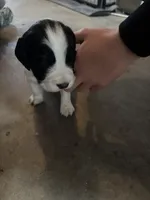 #2 Boy Blue, a male English Springer Spaniel for sale in Oberlin, KS – 1 of 4