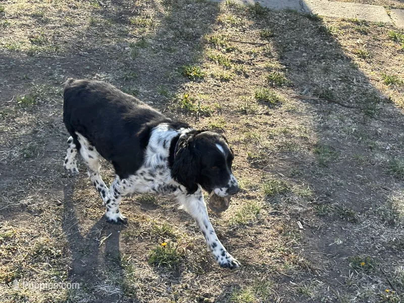 Nyla – English Springer Spaniel puppy for sale in Oberlin, KS