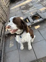 Otis, a male English Springer Spaniel for sale in Oberlin, KS – 8 of 9