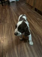 #3 Boy Yellow, a male English Springer Spaniel for sale in Oberlin, KS – 4 of 9