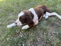 Otis, a male English Springer Spaniel for sale in Oberlin, KS – 6 of 9