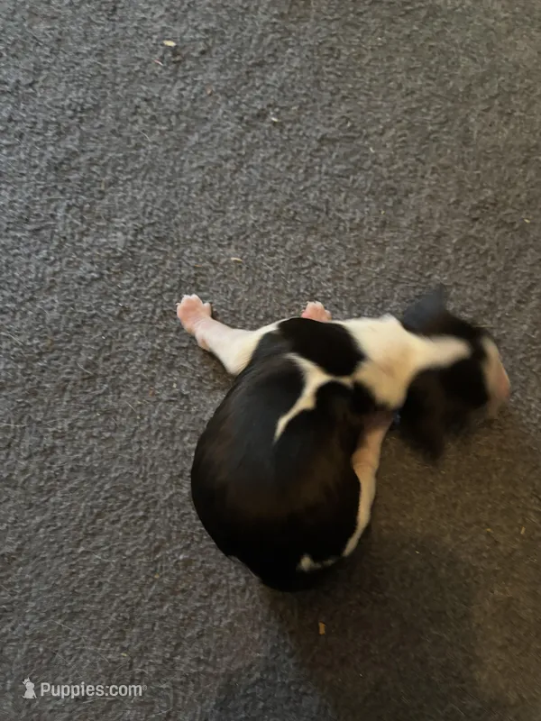 #2 Boy – English Springer Spaniel puppy for sale in Oberlin, KS