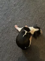 #2 Boy Blue, a male English Springer Spaniel for sale in Oberlin, KS – 2 of 4