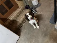 Otis, a male English Springer Spaniel for sale in Oberlin, KS – 3 of 9