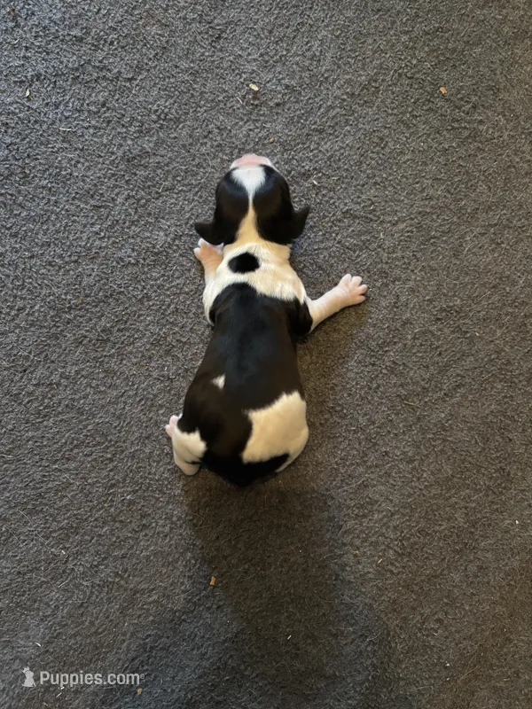 #1 Boy – English Springer Spaniel puppy for sale in Oberlin, KS