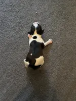 #1 Boy Green, a male English Springer Spaniel for sale in Oberlin, KS – 5 of 5