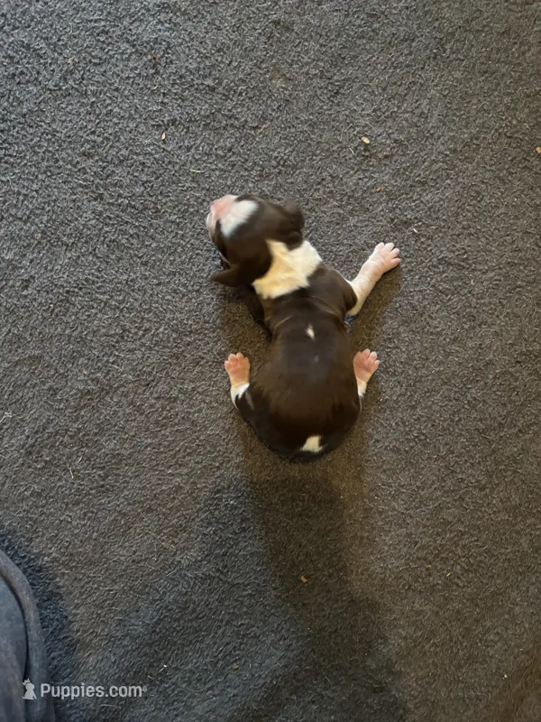 #5 Boy – English Springer Spaniel puppy for sale in Oberlin, KS