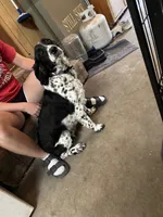Nyla, a female English Springer Spaniel for sale in Oberlin, KS – 6 of 7