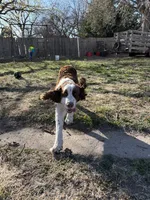 Otis, a male English Springer Spaniel for sale in Oberlin, KS – 5 of 9