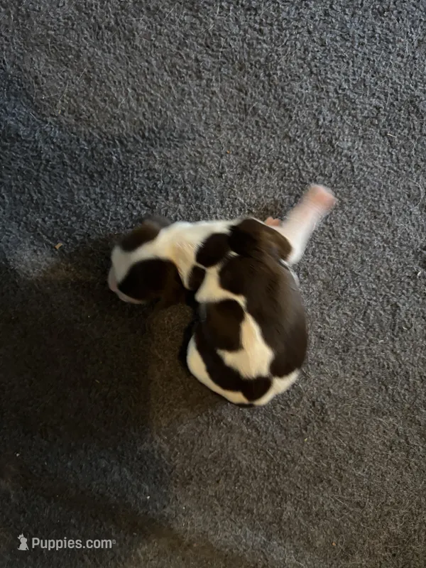 #3 Boy – English Springer Spaniel puppy for sale in Oberlin, KS