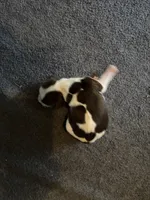 #3 Boy Yellow, a male English Springer Spaniel for sale in Oberlin, KS – 2 of 5