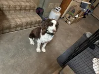 Otis, a male English Springer Spaniel for sale in Oberlin, KS – 4 of 9
