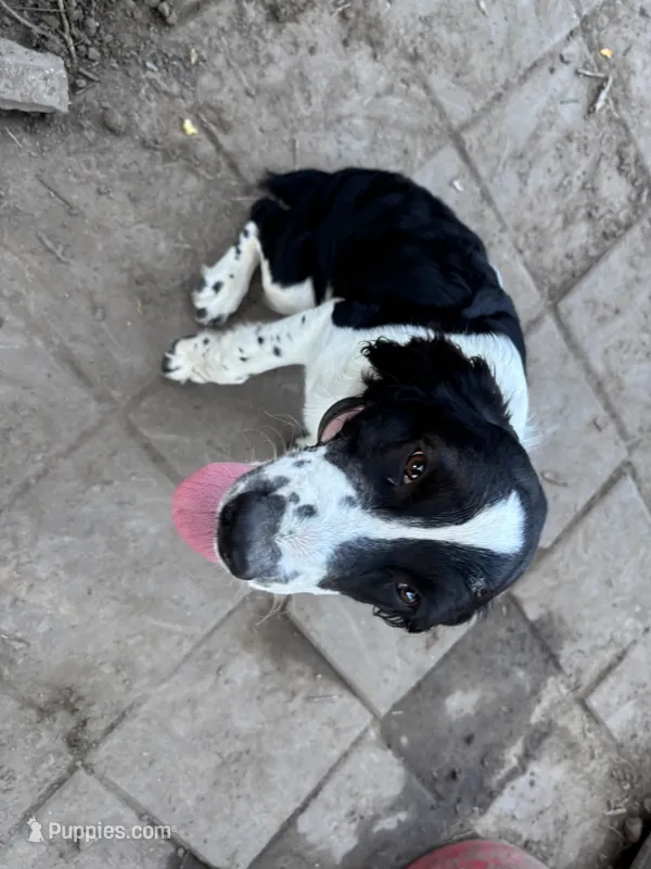Spaz  – English Springer Spaniel puppy for sale in Oberlin, KS