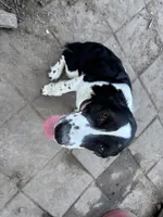 Spaz , a female English Springer Spaniel for sale in Oberlin, KS – 1 of 4