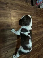 #3 Boy Yellow, a male English Springer Spaniel for sale in Oberlin, KS – 2 of 9
