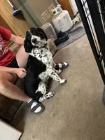 Nyla, a female English Springer Spaniel for sale in Oberlin, KS – 2 of 7