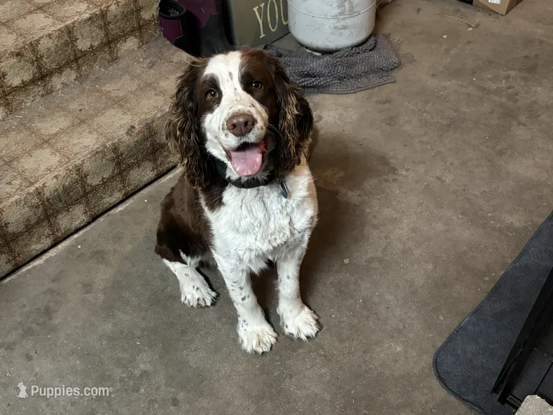 Otis – English Springer Spaniel puppy for sale in Oberlin, KS