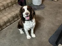Otis, a male English Springer Spaniel for sale in Oberlin, KS – 1 of 9