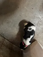 # 6 Girl Pink, a female English Springer Spaniel for sale in Oberlin, KS – 2 of 5