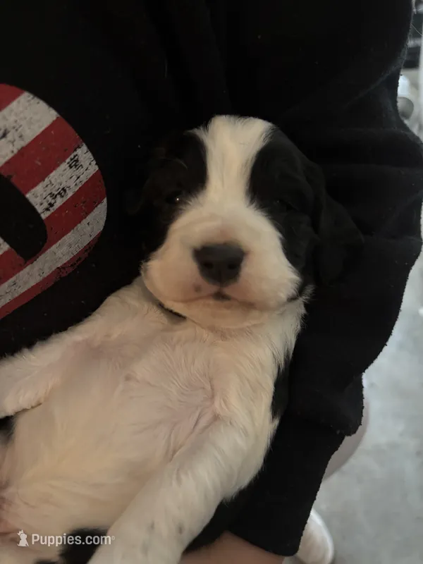 #5 Boy Beige – English Springer Spaniel puppy for sale in Oberlin, KS