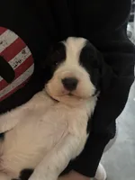 #5 Boy Beige, a male English Springer Spaniel for sale in Oberlin, KS – 1 of 6