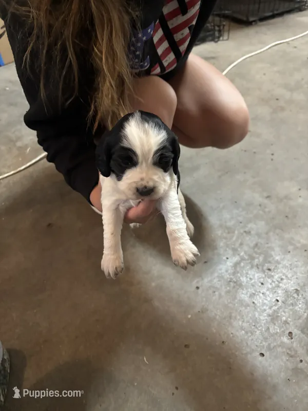 # 6 Girl Pink – English Springer Spaniel puppy for sale in Oberlin, KS
