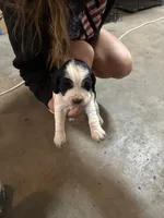# 6 Girl Pink, a female English Springer Spaniel for sale in Oberlin, KS – 1 of 5
