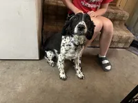 Nyla, a female English Springer Spaniel for sale in Oberlin, KS – 4 of 7