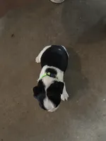 #1 Boy Green, a male English Springer Spaniel for sale in Oberlin, KS – 2 of 5