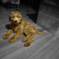 Duke , a male Goldendoodle for sale in Oak Lawn, IL – Photo 1 of 2