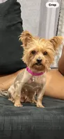 Milo, a male Yorkshire Terrier for sale in Chicago Heights, IL – 5 of 5