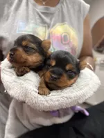 Milo, a male Yorkshire Terrier for sale in Chicago Heights, IL – 3 of 5