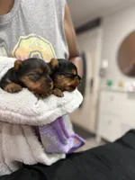 Milo, a male Yorkshire Terrier for sale in Chicago Heights, IL – 2 of 5