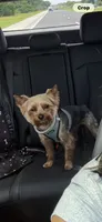 Milo, a male Yorkshire Terrier for sale in Chicago Heights, IL – 4 of 5