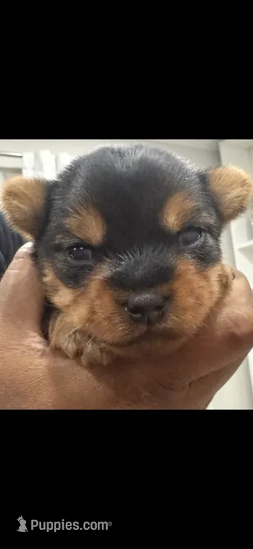 Milo – Yorkshire Terrier puppy for sale in Chicago Heights, IL