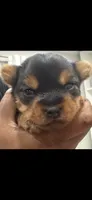 Milo, a male Yorkshire Terrier for sale in Chicago Heights, IL – 1 of 5