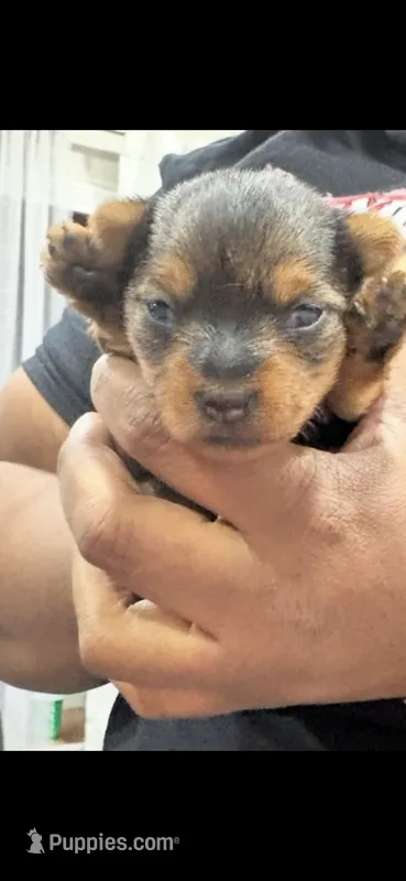 Chloe – Yorkshire Terrier puppy for sale in Chicago Heights, IL