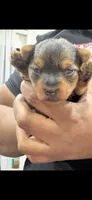 Chloe, a male Yorkshire Terrier for sale in Chicago Heights, IL – 1 of 1