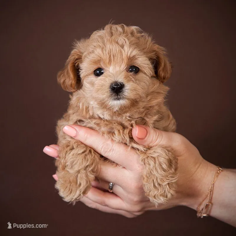 ANN – Maltipoo puppy for sale in New Orleans Station, LA