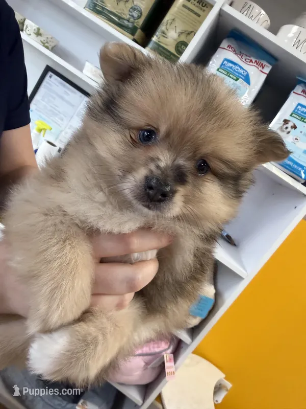 Churro – Pomeranian puppy for sale in Bourbonnais, IL