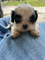 Bentley , a male Shih Tzu for sale in Chicago, IL – 7 of 8