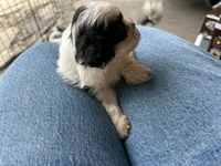 Bentley , a male Shih Tzu for sale in Chicago, IL – 8 of 8