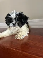 Bowie, a male Shih Tzu for sale in Chicago, IL – 10 of 10
