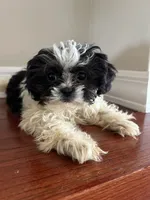 Bowie, a male Shih Tzu for sale in Chicago, IL – 6 of 10