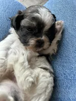 Bowie, a male Shih Tzu for sale in Chicago, IL – 6 of 10