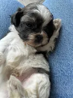 Bowie, a male Shih Tzu for sale in Chicago, IL – 8 of 10
