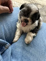 Bowie, a male Shih Tzu for sale in Chicago, IL – 7 of 10
