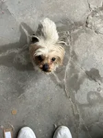 Yogi, a female Yorkshire Terrier for sale in Chicago, IL – 2 of 9