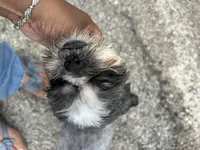 Milo, a male Shih Tzu for sale in Chicago, IL – 4 of 5