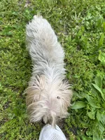Yogi, a female Yorkshire Terrier for sale in Chicago, IL – 4 of 9